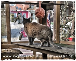 Betreuung Ihres Tieres Im Urlaub in ihrer Region Michendorf - IMG 8315 min - TIERHOTEL - TIERBETREUUNG - KATZENPENSION in der NÄHE - FREIGEHEGE für KATZEN - KATZENPENSION KOSTEN