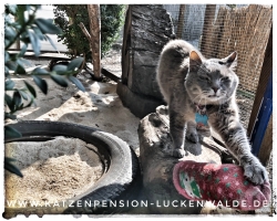 Betreuung Katze Im Urlaub  in ihrer Region Luckau - IMG 8374 min - TIERHOTEL - TIERBETREUUNG - KATZENPENSION in der NÄHE - FREIGEHEGE für KATZEN - KATZENPENSION KOSTEN